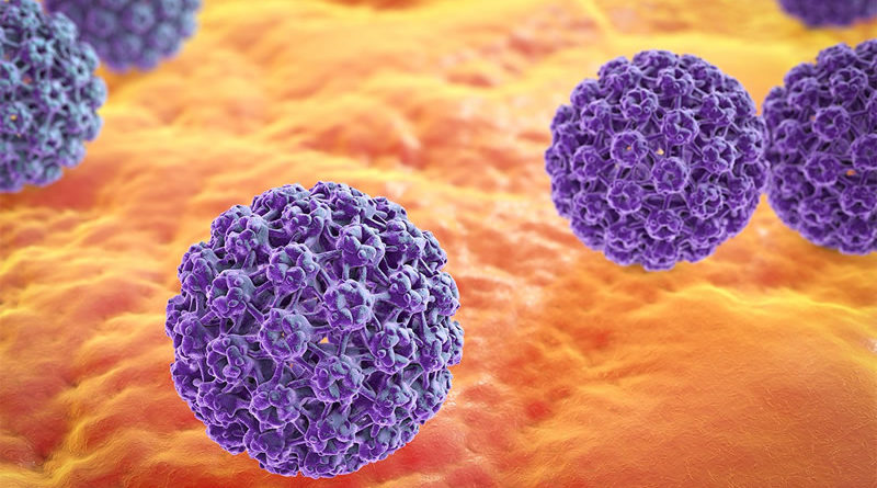 Image du papillomavirus'